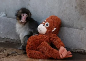 Emotional Marketing IKEA Punch Japan Monkey Brand Identity Strategi Marketing Storytelling Brand Digital Marketing Agency Bali Marketing Agency Bali Reaktan Asia Digital
